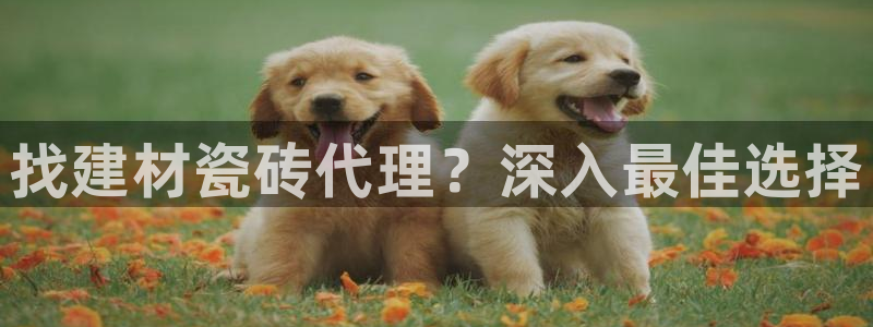 杏鑫代理注册平台