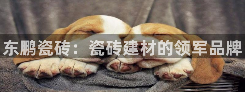 杏鑫官方平台怎么样