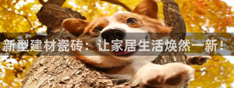 杏鑫平台代理怎么做的